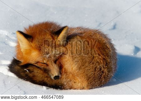 Closeup Of A Red Fox Curled Up In A Snowbank Near Churchill, Manitoba Canada