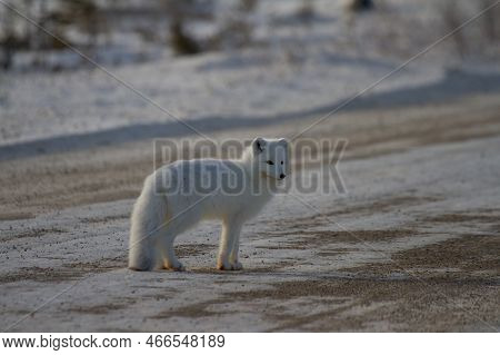 Arctic Fox Or Vulpes Lagopus Standing On The Side Of A Gravel Road Near Churchill, Manitoba, Canada