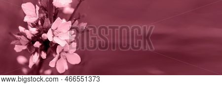 Viva Magenta Toning Flower Of Nanking Cherry. White Flowers Prunus Tomentosa On A Bush Korean Cherry