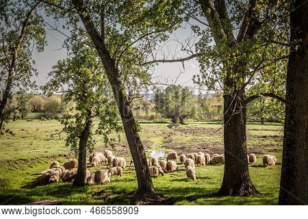 Selective Blur On A Flock And Herd Of White Sheeps, With Short Wool, Standing And Eating In The Gras