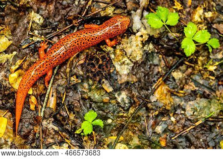 Shiny Red Salamander Sits On Wet Trail In Great Smoky Mountains National Park