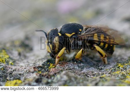 Detailed Closeup Of A Female Of The Florentine Woolcarder Bee, Anthidium Florentinum Sitting On A St