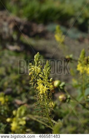 Yellow Bulbine Flowers In The Garden In Autumn