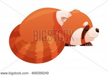 Adorable Red Panda As Small Fluffy Mammal With Dense Reddish-brown Fur And Ringed Tail Sleeping Vect