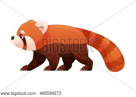 Adorable Red Panda As Small Fluffy Mammal With Dense Reddish-brown Fur And Ringed Tail Walking Vecto