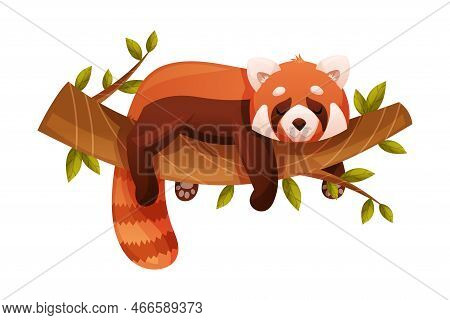 Adorable Red Panda As Small Fluffy Mammal With Dense Reddish-brown Fur And Ringed Tail Lying On Tree