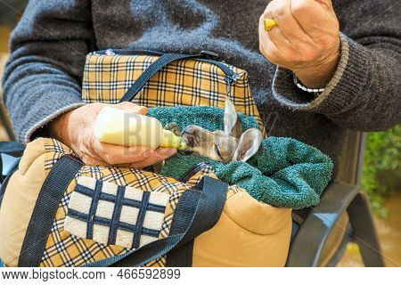 Coober Pedy, South Australia -aug 27, 2019: At A Guided Tour, Coober Pedy Kangaroo Sanctuary Founder