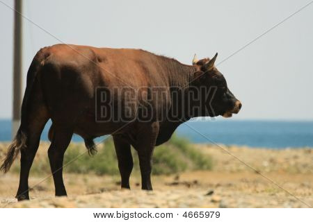 Bull