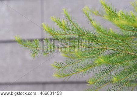Melaleuca Alternifolia ( Narrow-leaved Paperbark Tea Tree ). Myrtaceae Evergreen Tree Native To Aust