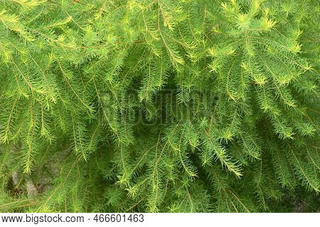 Melaleuca Alternifolia ( Narrow-leaved Paperbark Tea Tree ). Myrtaceae Evergreen Tree Native To Aust