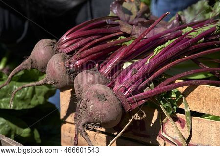 Fresh Agroecological Organic Beetroots With Leaves From Healthy And Sustainable Agriculture.