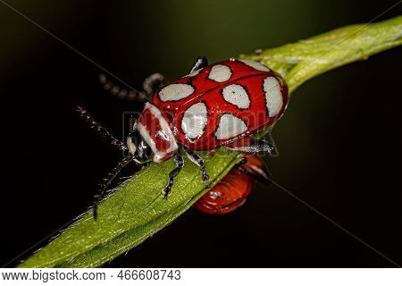 Adult Flea Beetle Of The Species Omophoita Argus