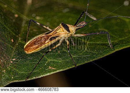 Adult Assassin Bug Of The Species Zelus Plagiatus