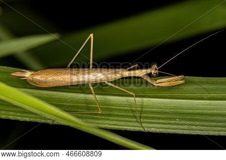 Adult Thespid Mantis Of The Genus Eumusonia