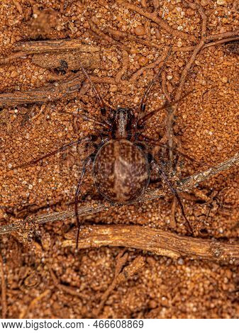 Adult Zodariid Spider Of The Genus Leprolochus