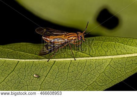 Adult Horse Fly Of The Genus Chrysops