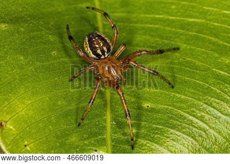 Small Orbweaver Spider Of The Family Araneidae