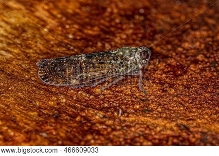 Adult Small Planthopper Insect Of The Genus Mnemosyne