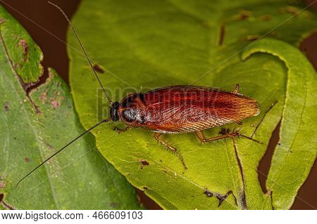 Adult Wood Cockroach Of The Family Ectobiidae