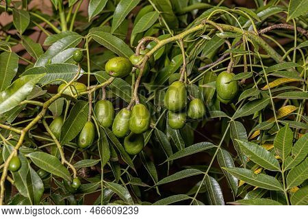 Ambarella Fruiting Tree Of The Species Spondias Dulcis