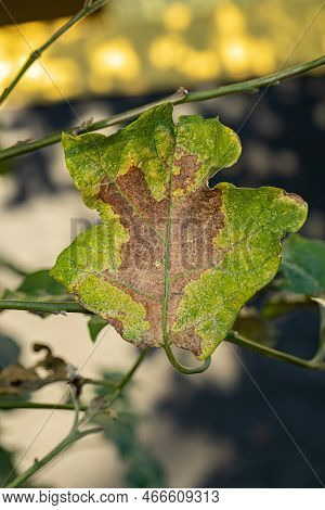 Leaves Of A Jurubeba Tree With Leaf Damage Caused By The Lace Bugs Insects Of The Family Tingidae