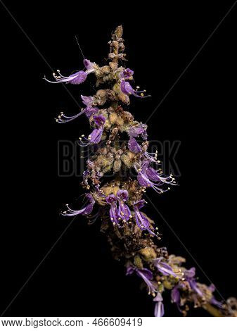 Indian Borage Flower Of The Species Coleus Amboinicus Under White Flash Light