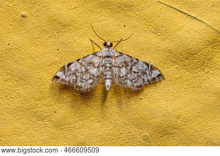 Adult Crambid Moth Of The Family Crambidae