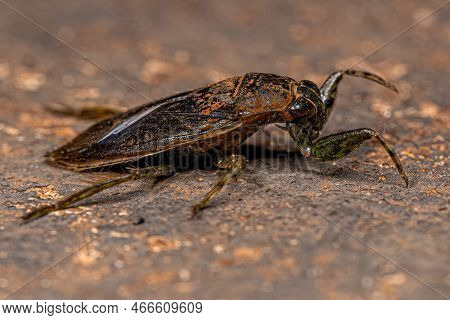 Adult Giant Water Bug Of The Genus Belostoma