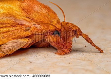 Adult Female Slug Caterpillar Moth Of The Species Perola Villosipes