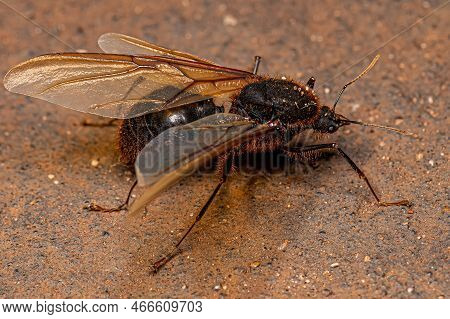 Adult Male Winged Atta Leaf-cutter Ant Of The Genus Atta