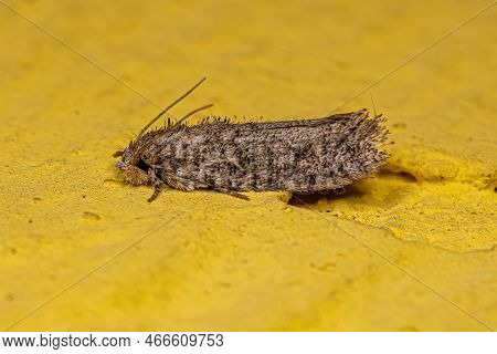 Adult Grass Tubeworm Moth Of The Family Tineidae