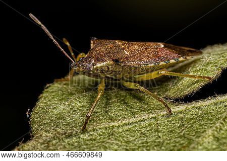Adult Predatory Stink Bug Of The Species Podisus Nigrispinus