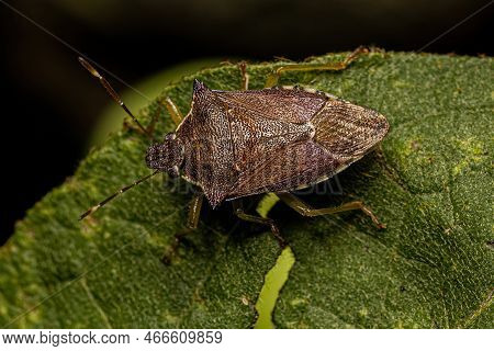 Adult Predatory Stink Bug Of The Species Podisus Nigrispinus