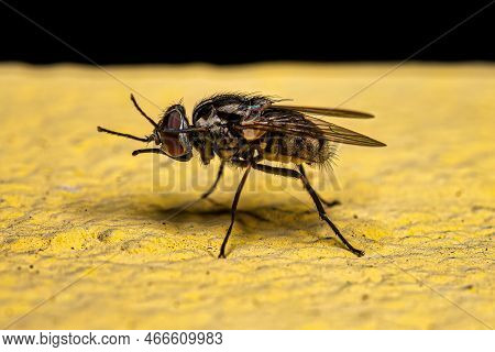 Adult House Fly Of The Genus Stomoxys