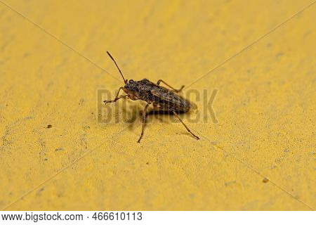Adult Seed Bug Of The Subfamily Orsillinae