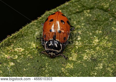 Adult Convergent Lady Beetle Of The Species Hippodamia Convergens