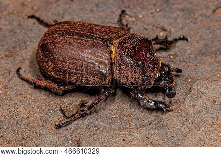 Adult Rhinoceros Beetle Of The Genus Coelosis
