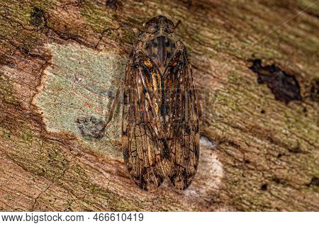 Adult Small Planthopper Insect Of The Genus Mnemosyne