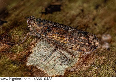 Adult Small Planthopper Insect Of The Genus Mnemosyne