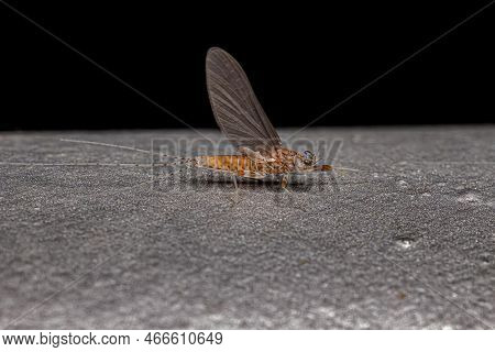 Adult Female Mayfly Of The Order Ephemeroptera