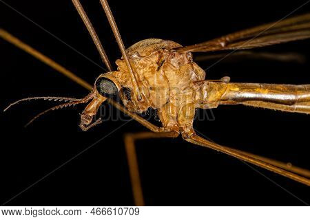 Adult Limoniid Crane Fly Of The Family Tipulidae