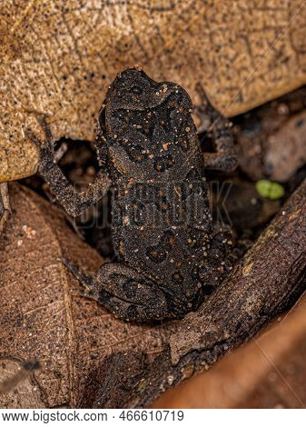 Juvenile Cururu Toad Of The Species Rhinella Diptycha