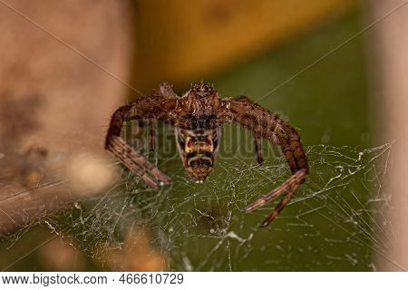 Small Orbweaver Spider Of The Genus Kapogea