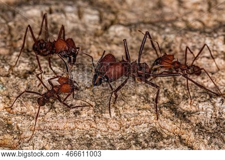 Adult Atta Leaf-cutter Ant Of The Genus Atta
