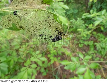 Group Of Larva Of The Alder Leaf Beetle (agelastica Alni) On A Green Leaf