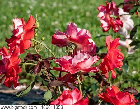 Close-up Shot Of A Rose Plant 'picasso' Blooming With Semi-double, Showy, Red Blend Flowers In Park 