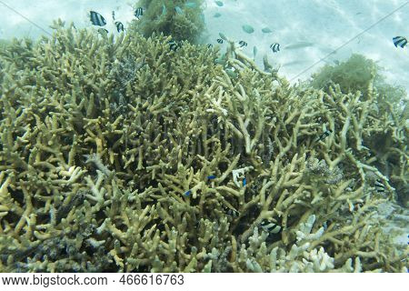 View Of The Coral Reef