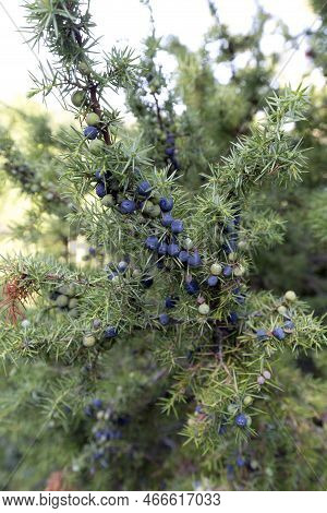 Photo Of A Common Juniper Plant In Italy