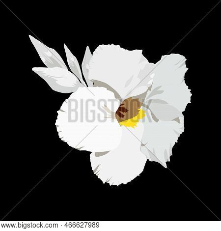 White Flower Of Mandevilla Or Dipladenia. Monochrome Light Flower Of Tropical And House Plant Mandev