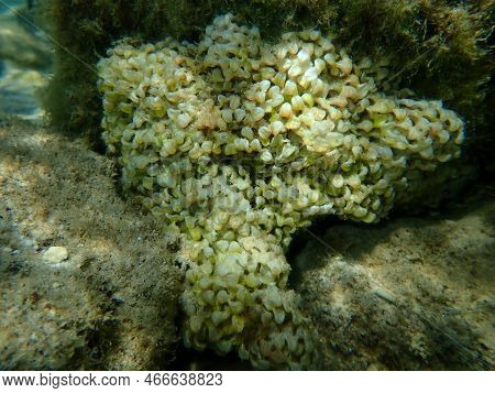 Eggs Of Sea Snail Banded Dye-murex (hexaplex Trunculus) Undersea, Aegean Sea, Greece, Thasos Island